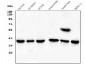 Anti-PPID Antibody Picoband™ (monoclonal, 5A6)
